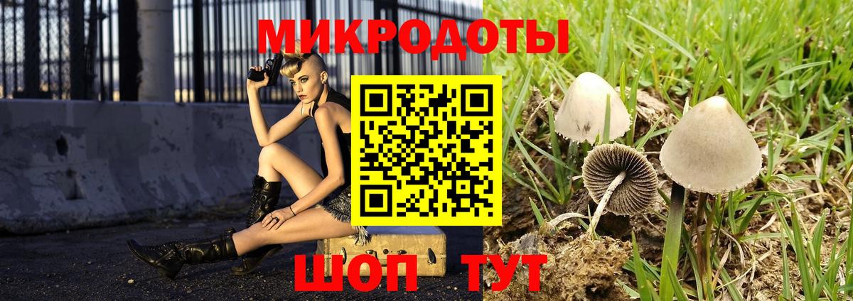 Псилоцибиновые грибы Psilocybine cubensis Камышин